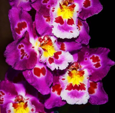 Koyu arkaplanda güzel çiçekler, yaz konsepti, yakın manzara  