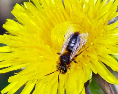 Güneşli yaz gününde bahçede büyüyen güzel bir arı. 