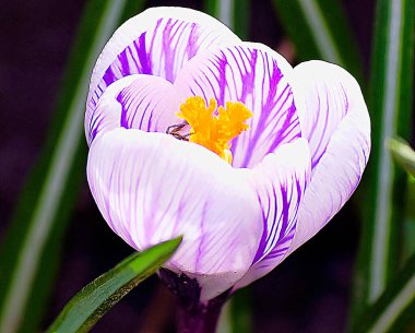 Güneşli yaz gününde bahçede büyüyen güzel bir çiçek. 