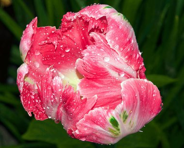 Güneşli yaz gününde bahçede büyüyen güzel bir çiçek. 