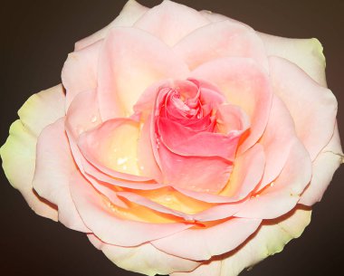 Koyu arkaplanda güzel bir çiçek, yaz konsepti, yakın görüş  