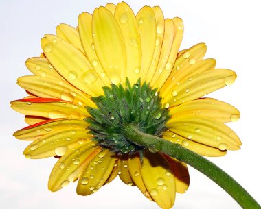 Gökyüzünde güzel bir çiçek, yaz konsepti, yakın manzara  