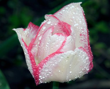 Yazın güneşli bir günde bahçede büyüyen güzel 