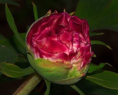 Güneşli yaz gününde bahçede büyüyen güzel bir çiçek. 