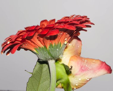 Gökyüzünde güzel çiçekler, yaz konsepti, yakın manzara  