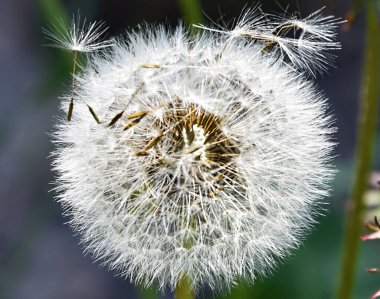 Güzel çiçeklerin açtığı yere yakın.
