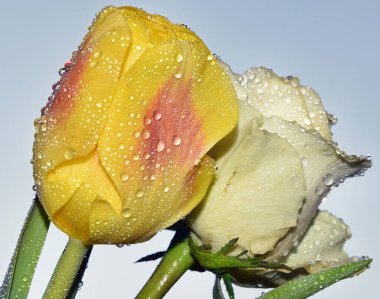 Gökyüzü arka planında güzel güller, yaz konsepti, yakın manzara  