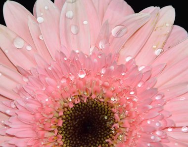 Koyu arkaplanda güzel bir çiçek, yaz konsepti, yakın görüş  