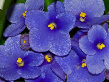 Güneşli yaz gününde bahçede yetişen güzel çiçekler. 