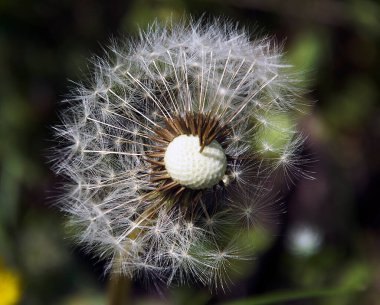 Güneşli yaz gününde bahçede büyüyen güzel bir çiçek. 