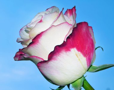 Gökyüzünde güzel bir çiçek, yaz konsepti, yakın manzara  