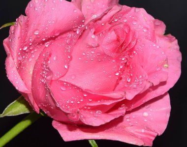 Koyu arkaplanda güzel bir gül, yaz konsepti, yakın görüş  