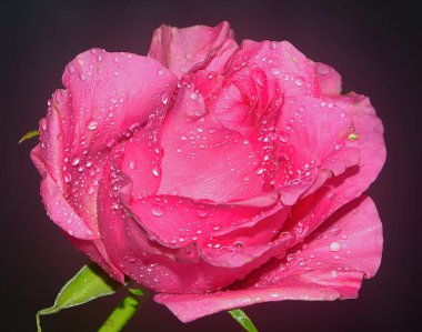 Koyu arkaplanda güzel bir çiçek, yaz konsepti, yakın görüş  