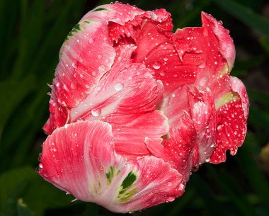 Güneşli yaz gününde bahçede büyüyen güzel bir çiçek. 