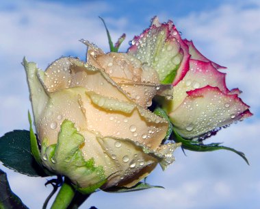 Gökyüzünde güzel çiçekler, yaz konsepti, yakın manzara  