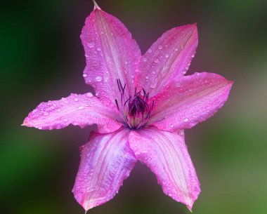 Güneşli yaz gününde bahçede büyüyen güzel bir çiçek. 