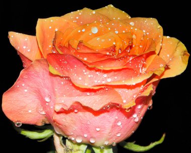 Koyu arkaplanda güzel bir çiçek, yaz konsepti, yakın görüş  