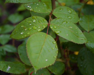 yeşil yapraklar ve çiğ damlaları