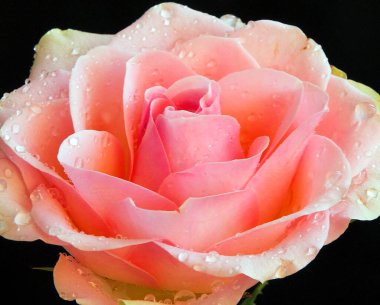 Koyu arkaplanda güzel bir çiçek, yaz konsepti, yakın görüş  