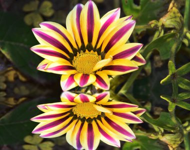 Güneşli yaz gününde bahçede yetişen güzel çiçekler. 