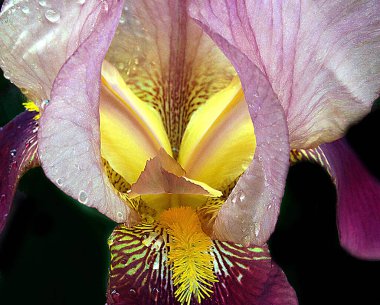 Güneşli yaz gününde bahçede büyüyen güzel bir çiçek. 