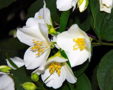 Koyu arkaplanda güzel çiçekler, yaz konsepti, yakın manzara  