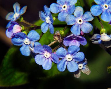 Koyu arkaplanda güzel çiçekler, yaz konsepti, yakın manzara  