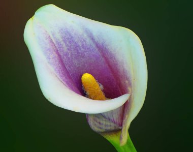 Güneşli yaz gününde bahçede büyüyen güzel bir çiçek. 