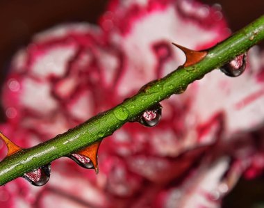 Damlaları olan dalların yakın görüntüsü