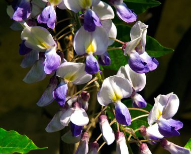 Güneşli yaz gününde bahçede yetişen güzel çiçekler. 