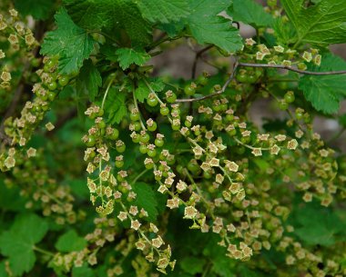 Güzel çiçeklerin açtığı yere yakın.
