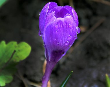 Güneşli yaz gününde bahçede büyüyen güzel bir çiçek. 