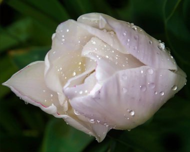 Yazın güneşli bir günde bahçede büyüyen güzel 