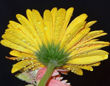 Koyu arkaplanda güzel çiçekler, yaz konsepti, yakın manzara  