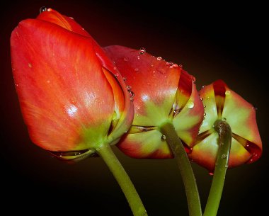 Koyu arkaplanda güzel çiçekler, yaz konsepti, yakın manzara  