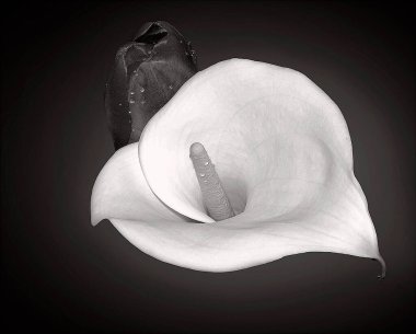 Koyu arkaplanda güzel çiçekler, yaz konsepti, yakın manzara  