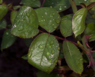 yeşil yapraklar ve çiğ damlaları