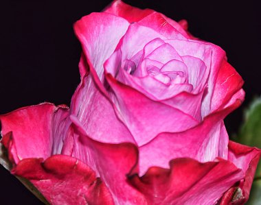 Koyu arkaplanda güzel bir gül, yaz konsepti, yakın görüş  