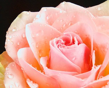 Koyu arkaplanda güzel bir çiçek, yaz konsepti, yakın görüş  