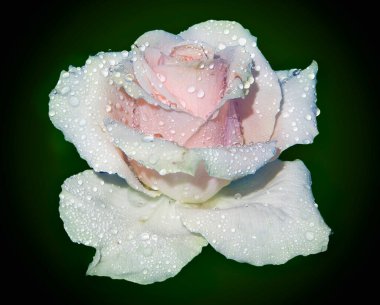 Su damlalı güzel gül çiçeği, yaz konsepti, yakın manzara  