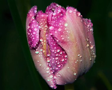 Güneşli yaz gününde bahçede büyüyen güzel bir çiçek. 