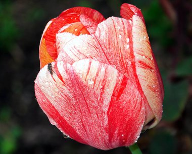 Güneşli yaz gününde bahçede büyüyen güzel bir çiçek. 