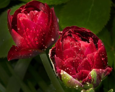 Güneşli yaz gününde bahçede yetişen güzel çiçekler. 