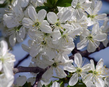 Gökyüzü arka planında güzel Gerbera çiçekleri, yaz konsepti, yakın manzara  