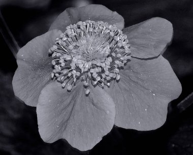 Güneşli yaz gününde bahçede büyüyen güzel bir çiçek. 