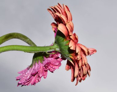 Çiçek açan güzel çiçekler, yaz konsepti, yakın manzara.  