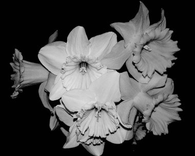 Koyu arkaplanda güzel çiçekler, yaz konsepti, yakın manzara  