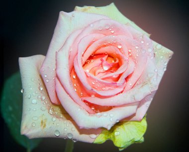 Su damlalı güzel gül çiçeği, yaz konsepti, yakın manzara  