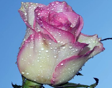 Gökyüzünde güzel bir çiçek, yaz konsepti, yakın manzara  