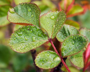 yeşil yapraklar ve çiğ damlaları